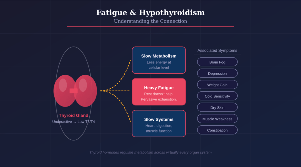 What Is Fatigue and Hypothyroidism